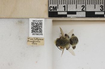 Media type: image;   Entomology 786145 Aspect: Labels